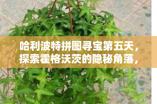 霍格沃茨隐秘角落的第五天拼图寻宝探险图片