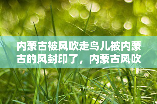 内蒙古被风吹走鸟儿被内蒙古的风封印了图片