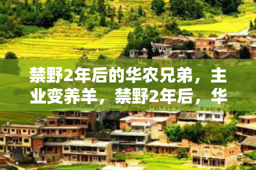 禁野2年后的华农兄弟图片