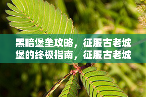 征服古老城堡的终极指南图片