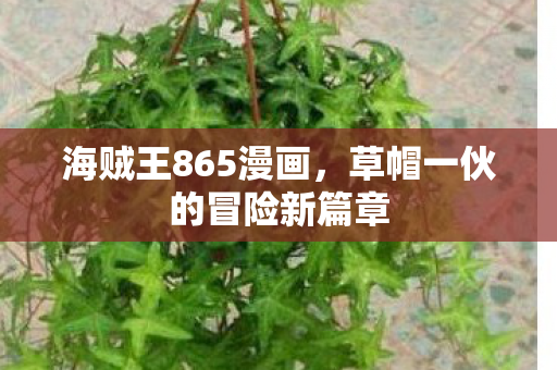 草帽一伙的冒险新篇章图片