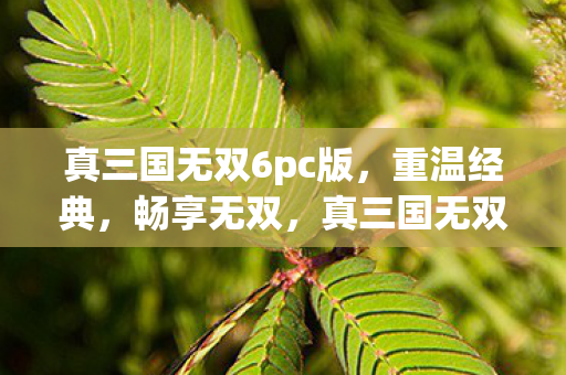 真三国无双6PC版重温经典图片