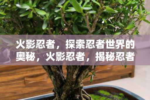 揭秘忍者世界的神秘面纱图片