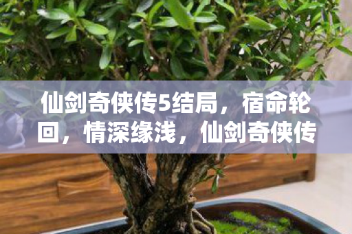 仙剑奇侠传5宿命轮回图片