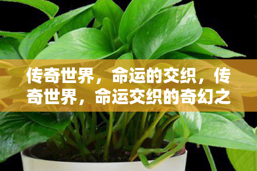 命运交织的奇幻之旅图片