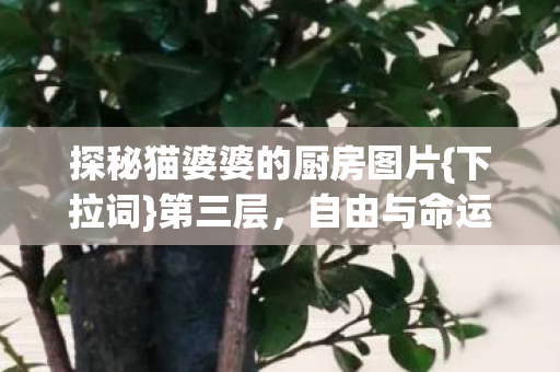 探秘猫婆婆的厨房图片图片