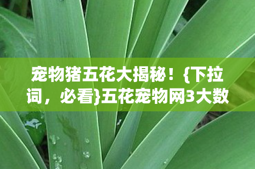五花宠物网3大数值黑洞图片