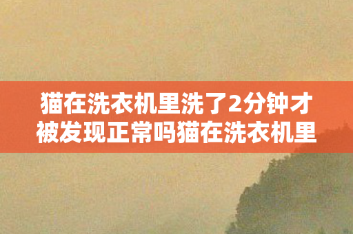 猫在洗衣机里洗了2分钟才被发现正常吗猫在洗衣机里洗了2分钟才被发现图片