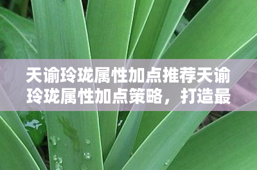 天谕玲珑属性加点推荐天谕玲珑属性加点策略图片