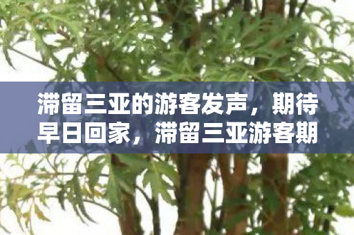 滞留三亚的游客发声,期待早日回家,滞留三亚游客期待早日回家 滞留三亚的游客发声,期待早日回家,滞留三亚游客期待早日回家