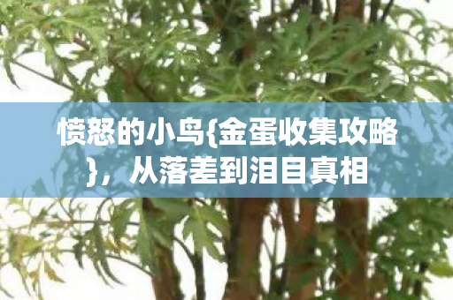 从落差到泪目真相图片