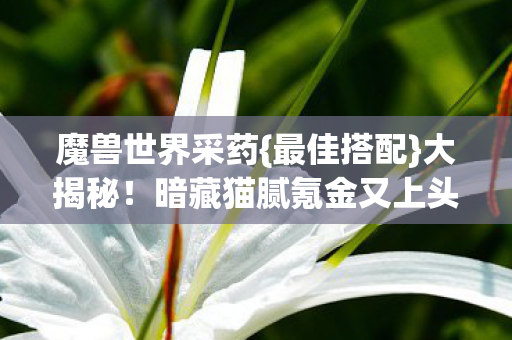 暗藏猫腻氪金又上头图片