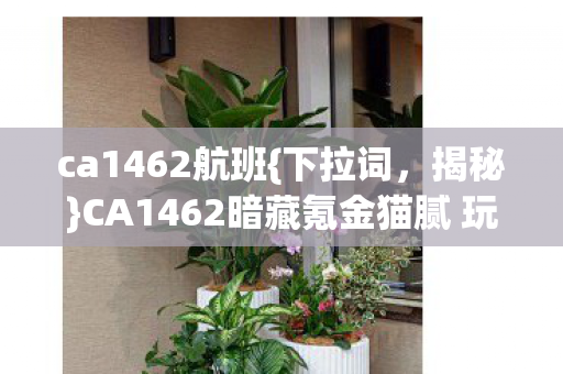 ca1462航班{下拉词,揭秘}CA1462暗藏氪金猫腻 玩家上头又破防 ca1462航班{下拉词,揭秘}CA1462暗藏氪金猫腻 玩家上头又破防