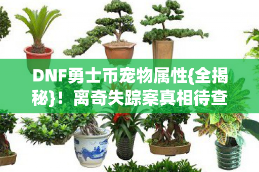 DNF勇士币宠物属性图片