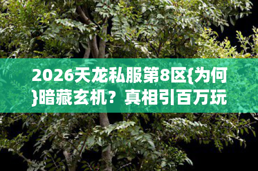 2026天龙私服第8区图片