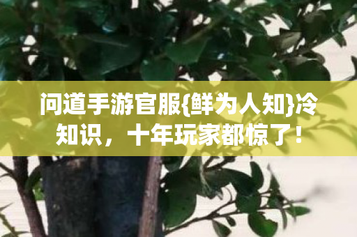 问道手游官服{鲜为人知}冷知识,十年玩家都惊了! 问道手游官服{鲜为人知}冷知识,十年玩家都惊了!