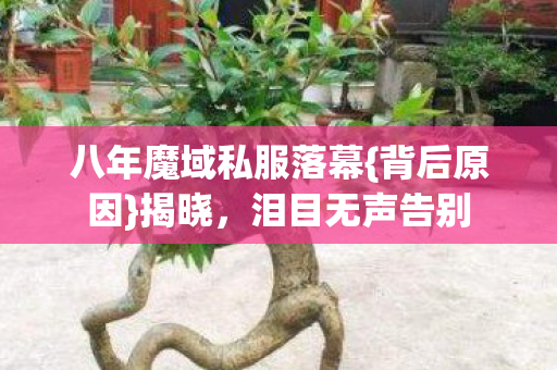 八年魔域私服落幕图片