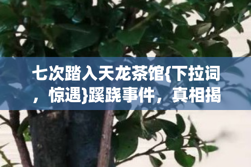 七次踏入天龙茶馆图片