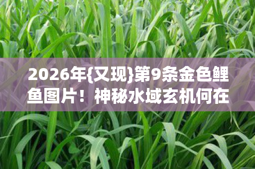 2026年{又现}第9条金色鲤鱼图片!神秘水域玄机何在? 2026年{又现}第9条金色鲤鱼图片!神秘水域玄机何在?