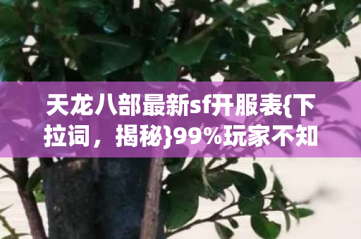天龙八部最新sf开服表图片