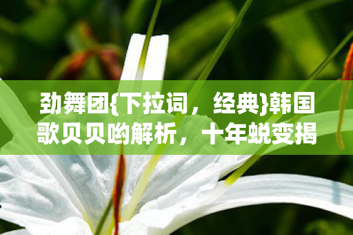 韩国歌贝贝哟解析图片