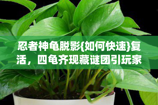 四龟齐现藏谜团引玩家热议图片