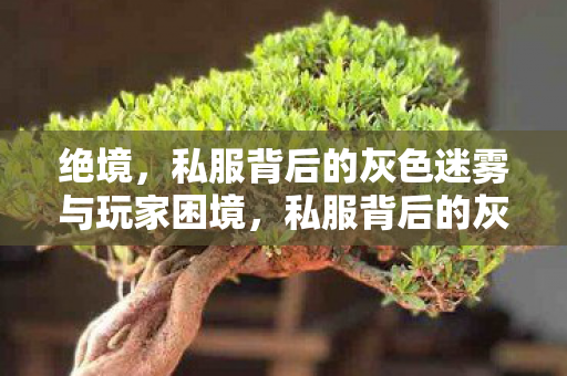 私服背后的灰色迷雾与玩家困境图片