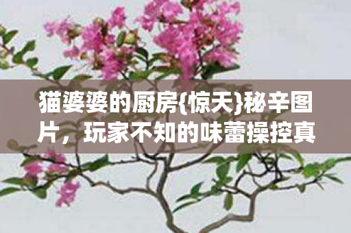 猫婆婆的厨房{惊天}秘辛图片,玩家不知的味蕾操控真相 猫婆婆的厨房{惊天}秘辛图片,玩家不知的味蕾操控真相