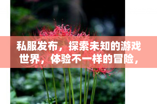 私服发布，探索未知的游戏世界，体验不一样的冒险，私服发布，探索未知游戏世界，开启别样冒险之旅