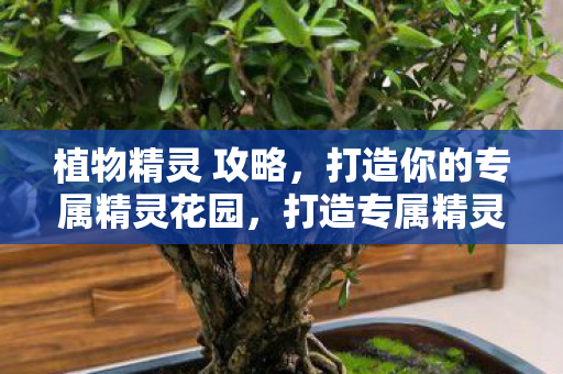 植物精灵 攻略，打造你的专属精灵花园，打造专属精灵花园，植物精灵攻略