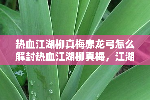 热血江湖柳真梅赤龙弓怎么解封热血江湖柳真梅，江湖风云中的一抹亮色，热血江湖柳真梅赤龙弓解封攻略，江湖风云中的一抹亮色