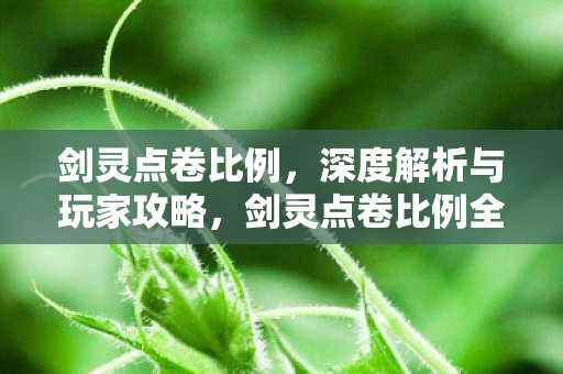 剑灵点卷比例，深度解析与玩家攻略，剑灵点卷比例全解析，玩家攻略与深度解读