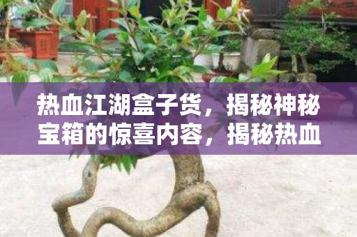 热血江湖盒子货，揭秘神秘宝箱的惊喜内容，揭秘热血江湖盒子货，神秘宝箱中的惊喜内容