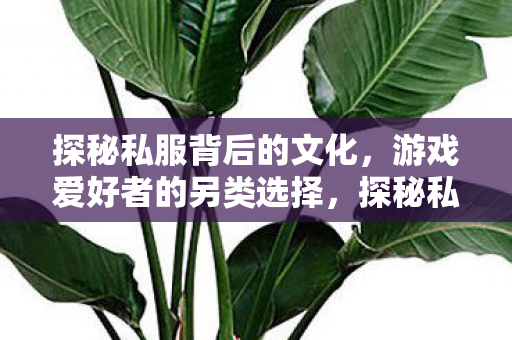 游戏爱好者的另类选择图片