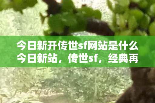 今日新开传世sf网站是什么今日新站图片