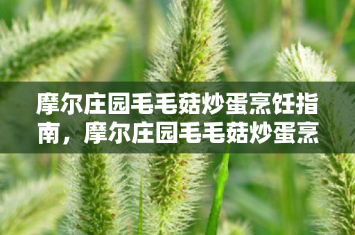 摩尔庄园毛毛菇炒蛋烹饪全攻略图片