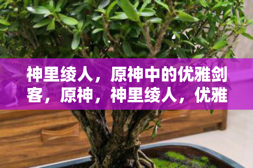 原神中的优雅剑客图片