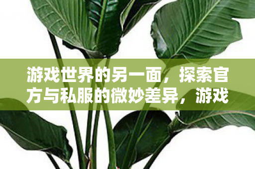 探索官方与私服的微妙差异图片