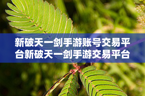 新破天一剑手游账号交易平台新破天一剑手游交易平台图片