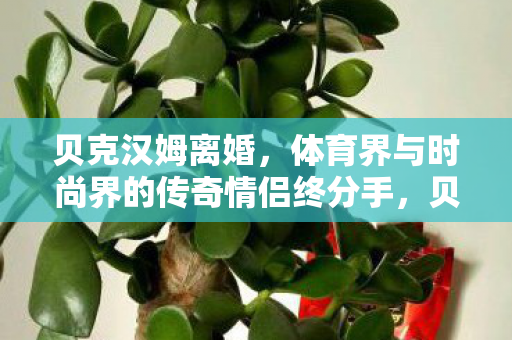 体育界与时尚界的传奇情侣终分手图片