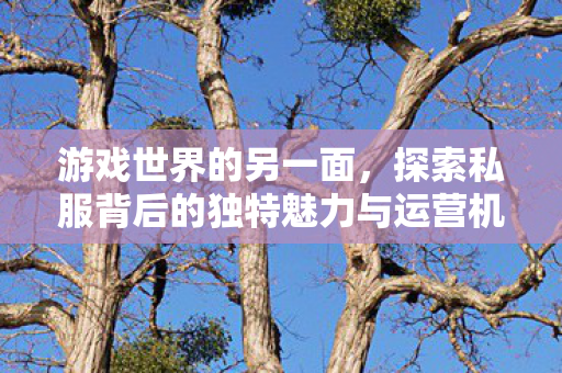 探索私服背后的独特魅力与运营机制图片