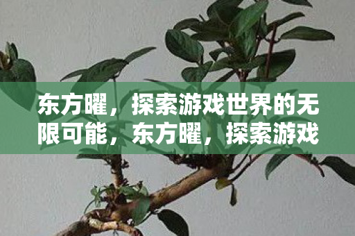 东方曜，探索游戏世界的无限可能，东方曜，探索游戏世界的无限可能