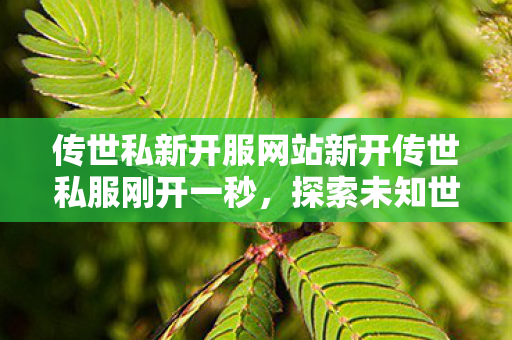 传世私新开服网站新开传世私服刚开一秒图片
