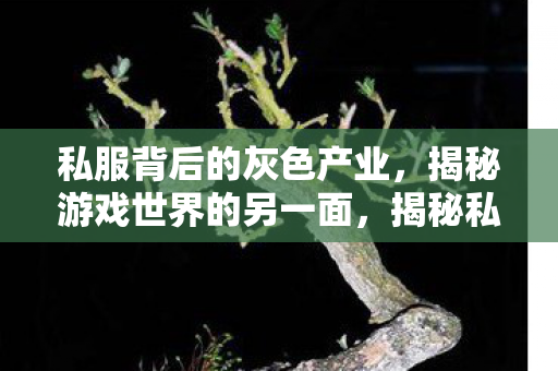 揭秘私服背后的灰色产业图片