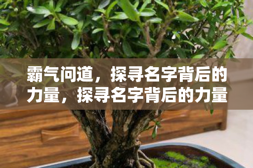 霸气问道,探寻名字背后的力量,探寻名字背后的力量,霸气问道 霸气问道,探寻名字背后的力量,探寻名字背后的力量,霸气问道