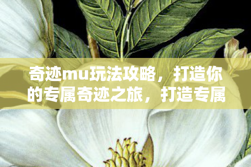 打造你的专属奇迹之旅图片