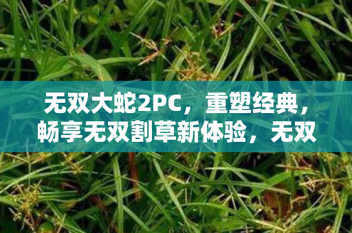 无双大蛇2PC版重塑经典图片