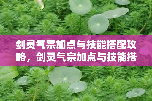 剑灵气宗加点与技能搭配全解析图片