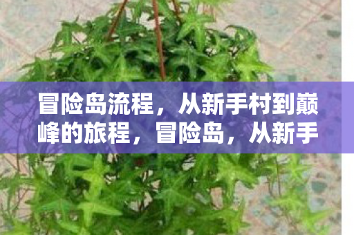 从新手村到巅峰的旅程全解析图片