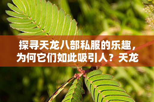 探寻天龙八部私服的乐趣图片